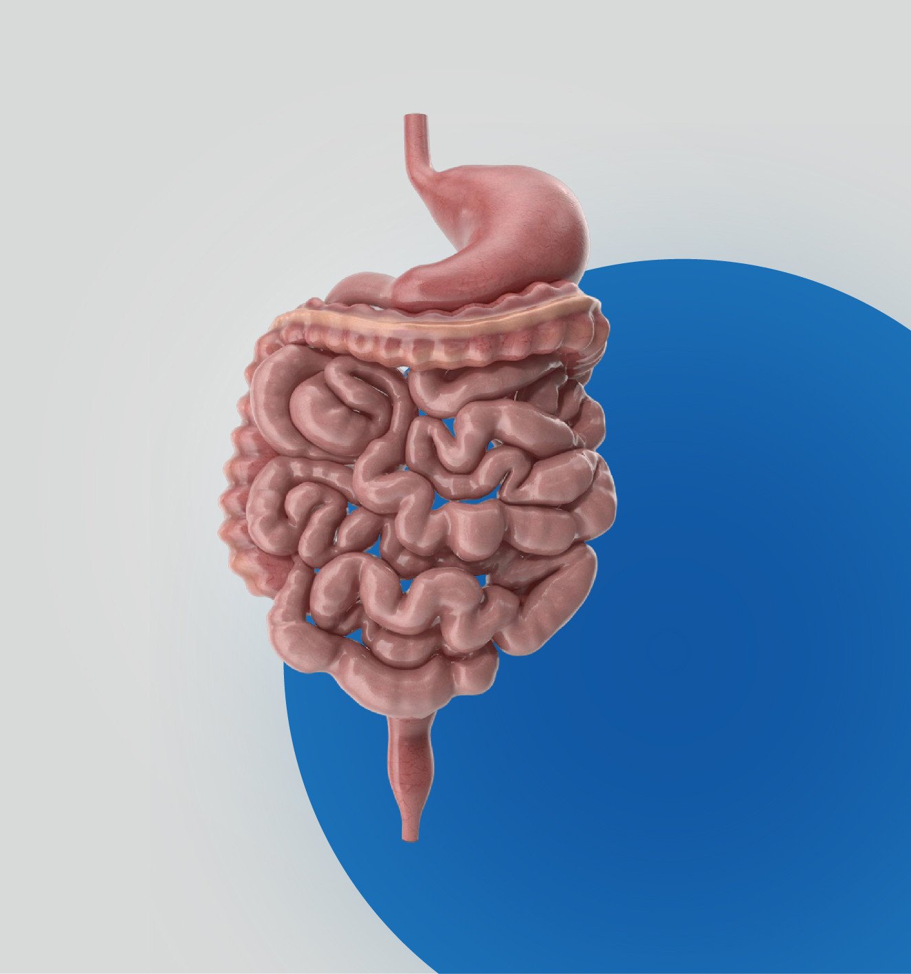 المعدة والقولون