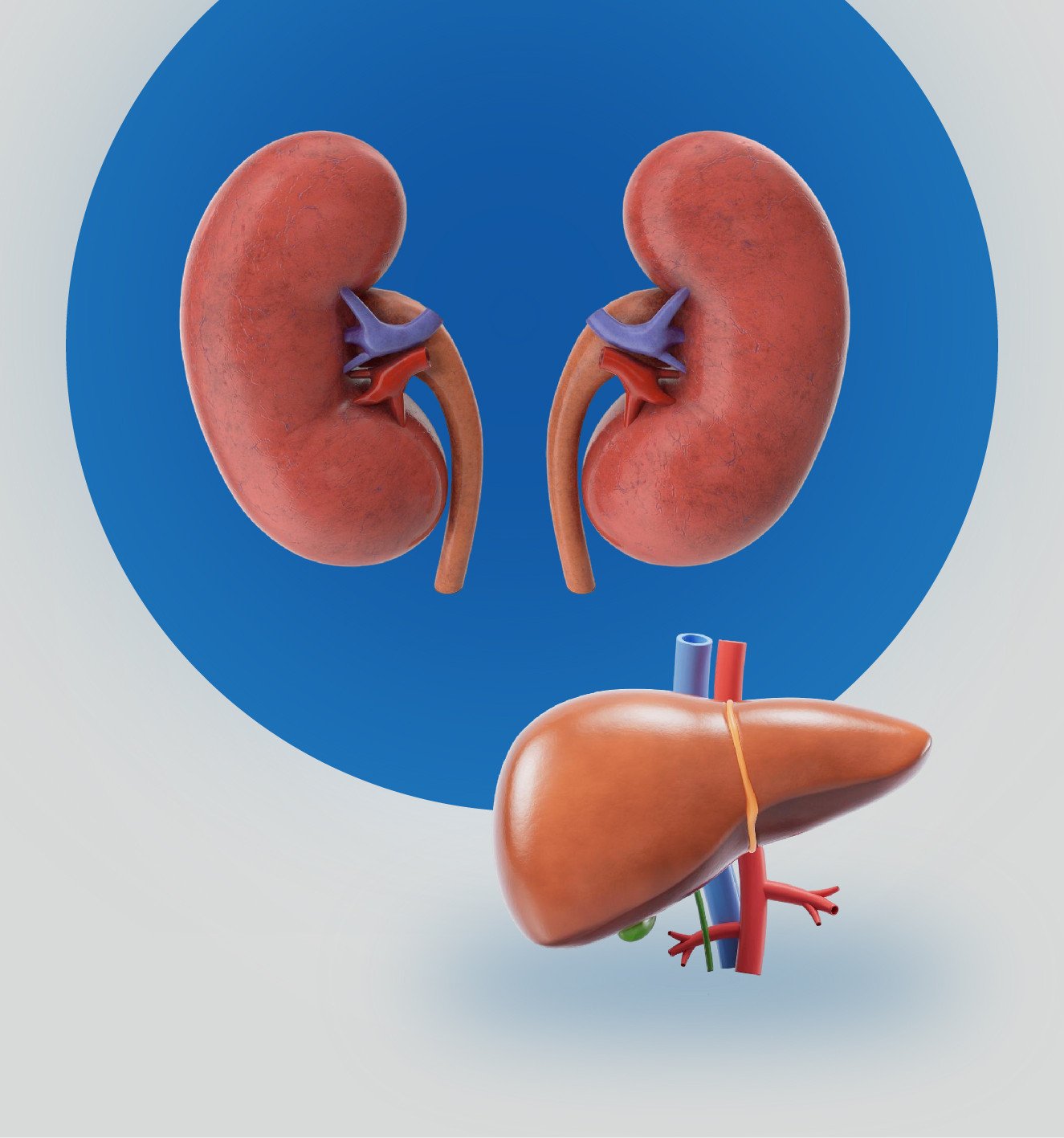 الكلى والكبد