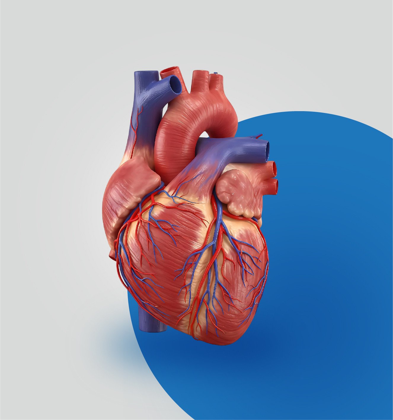 القلب وأمراض الدم